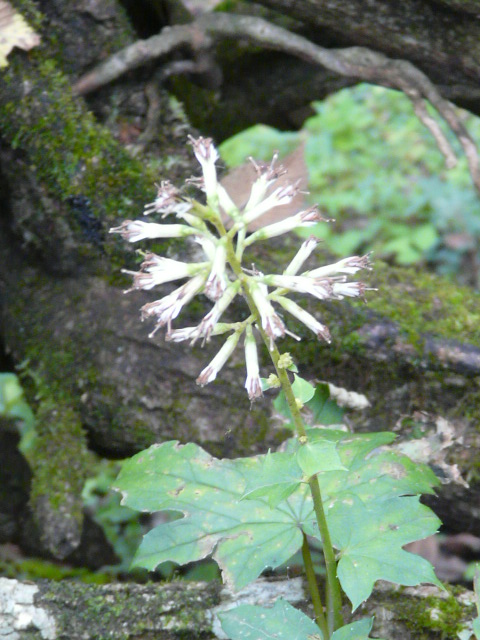 e0145782_18291277.jpg