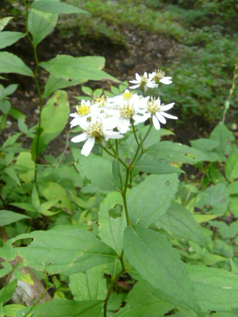 e0145782_18293489.jpg