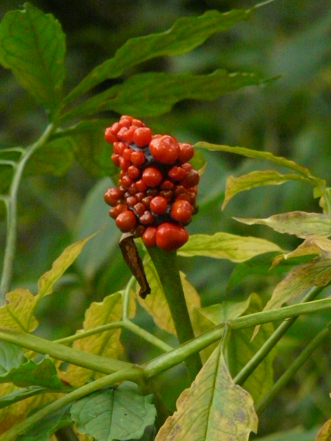 e0145782_18295715.jpg