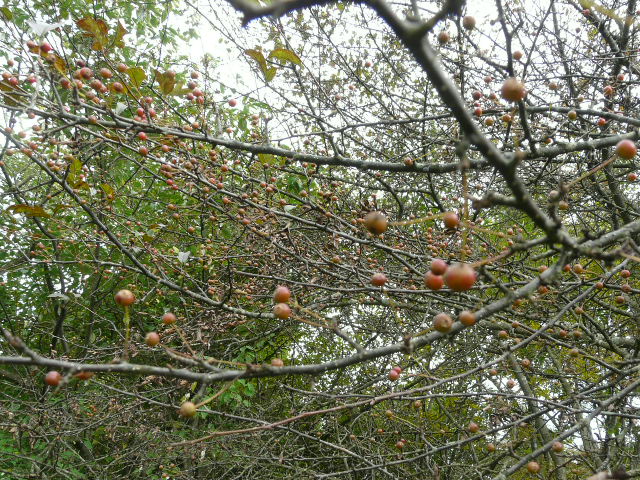 e0145782_18301789.jpg