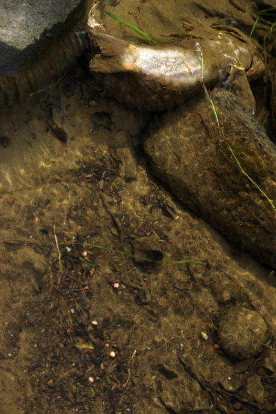 e0051186_2114398.jpg
