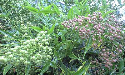 b0083902_20502336.jpg