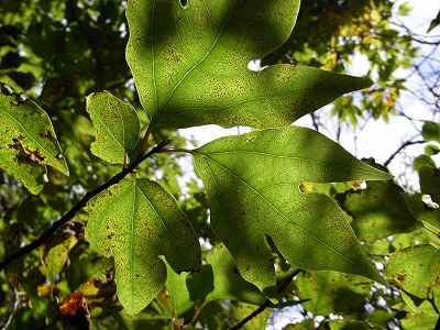 f0187402_22582319.jpg