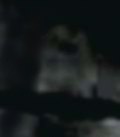 e0103408_172414.gif