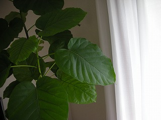 c0141011_122483.jpg