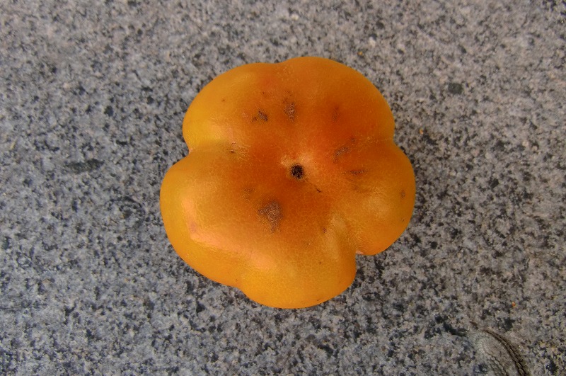 f0213613_21215535.jpg