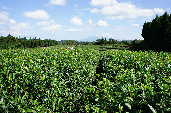 f0007926_1538252.jpg