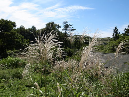 d0134147_15553017.jpg