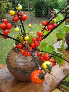 f0009451_1481686.jpg