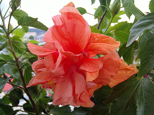 b0101263_1392662.jpg