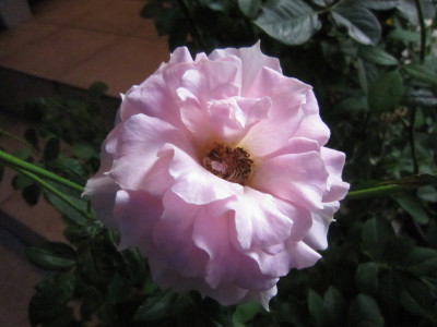 c0202870_17543440.jpg