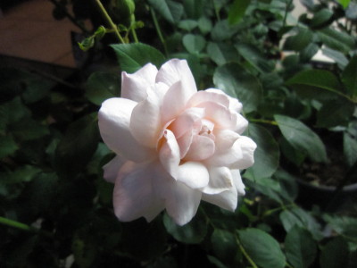 c0202870_185701.jpg