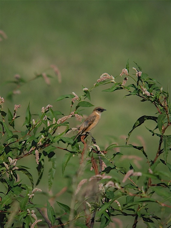 e0015377_2223814.jpg