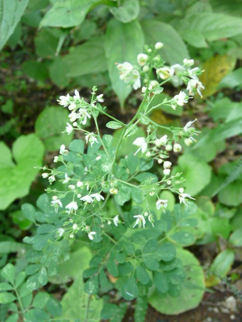 e0145782_17341050.jpg