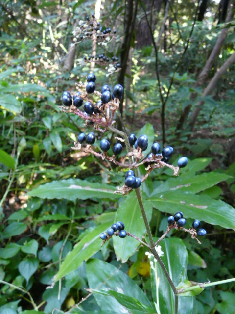 e0145782_17372092.jpg