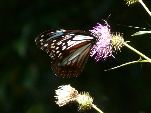 e0145782_17393166.jpg