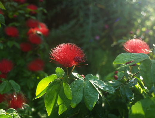 e0089001_2001250.jpg