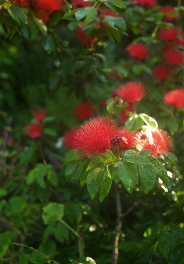 e0089001_2143149.jpg