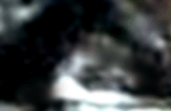 e0103408_1456389.gif