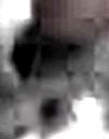 e0103408_1728142.gif