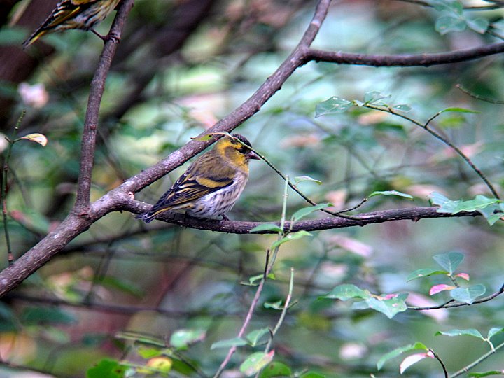 c0110510_2337314.jpg