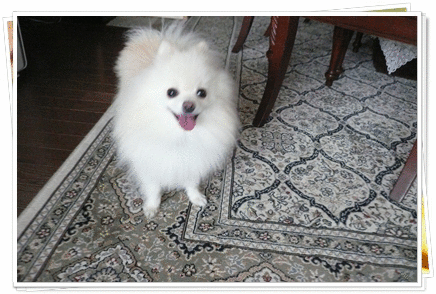 b0167519_9515072.gif