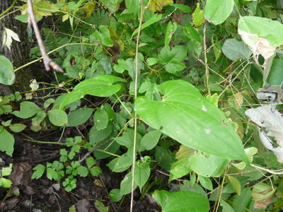 e0147226_23105717.jpg
