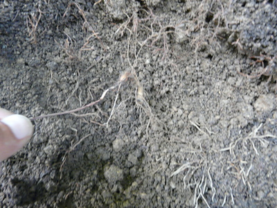 e0147226_23114271.jpg