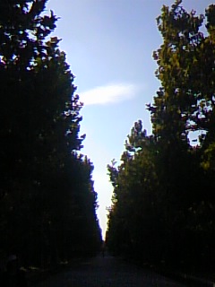 c0212929_825218.jpg