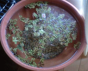 d0048332_173316.gif