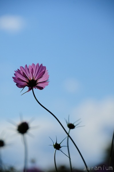 c0133533_11651.jpg