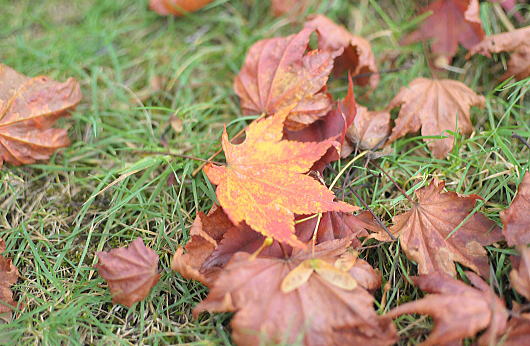 f0094843_172899.jpg