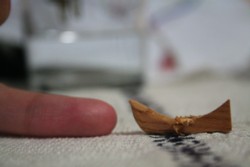 e0159349_11505747.jpg