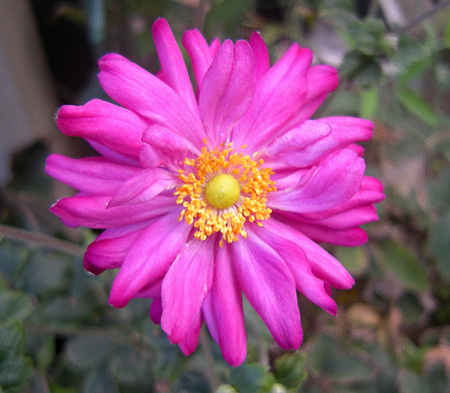 a0001354_21341571.jpg