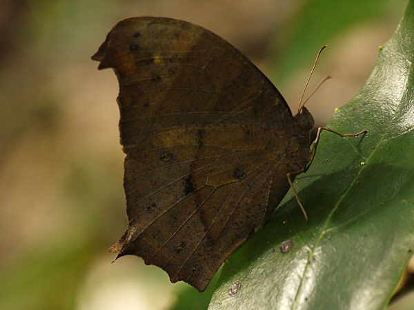 d0091754_1102786.jpg
