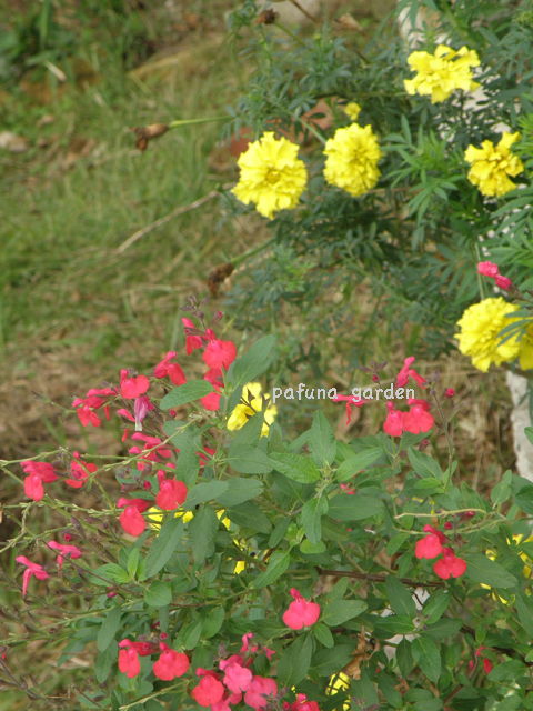 e0184558_1005538.jpg