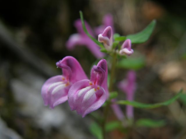 c0042869_1431142.jpg