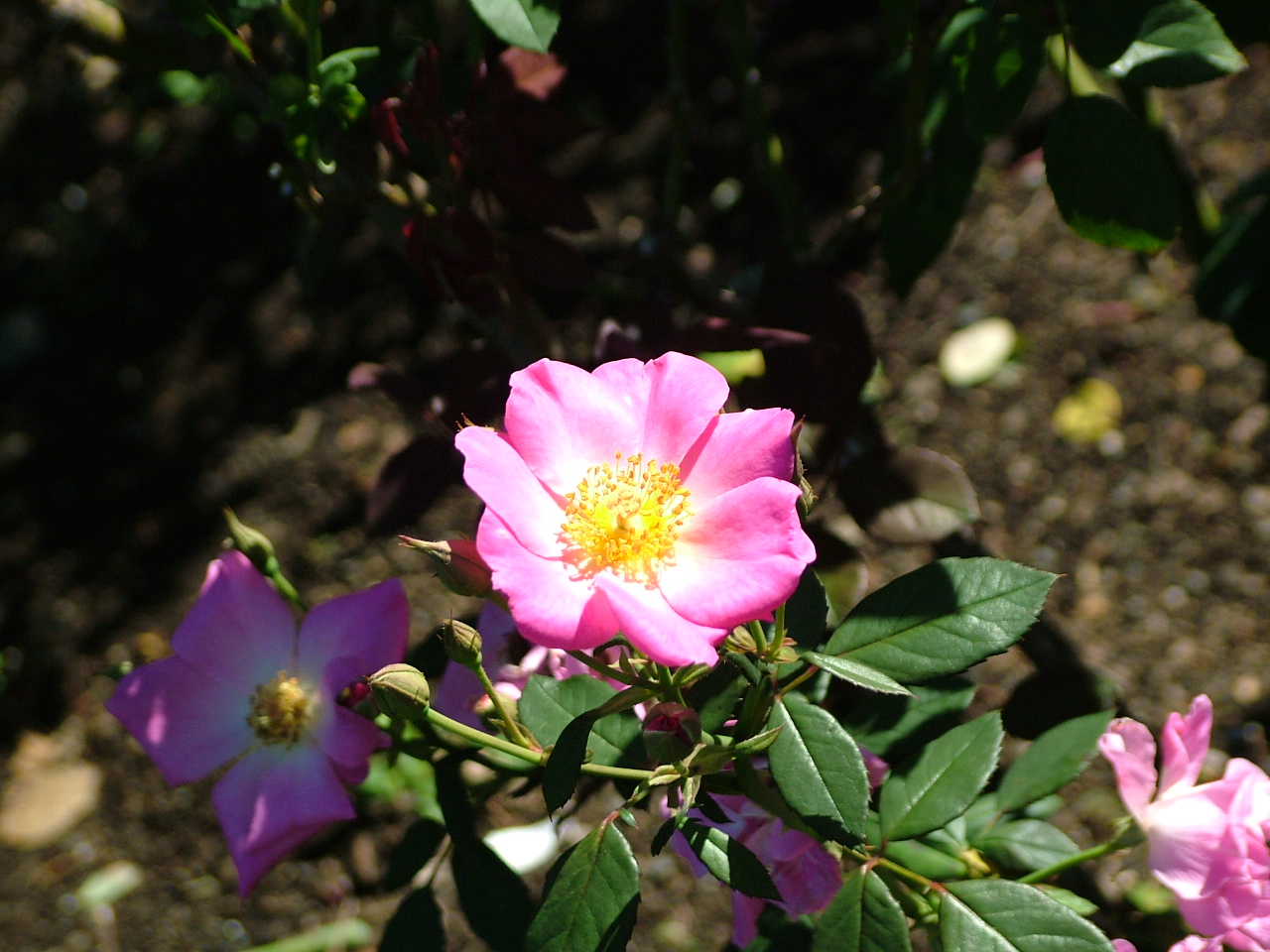 b0141970_5161100.jpg