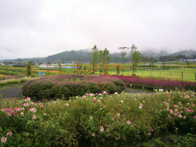 c0152779_11185994.jpg