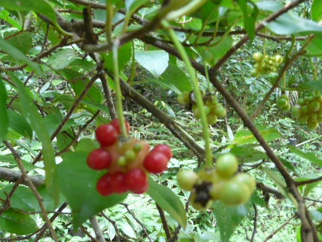 e0145782_1834443.jpg
