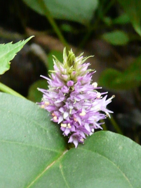 e0145782_184972.jpg