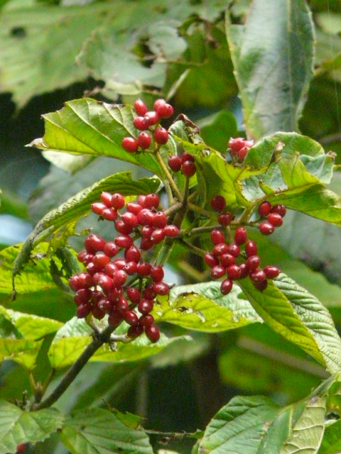 e0145782_187336.jpg