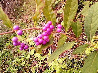 e0098908_2103247.jpg