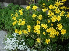 c0190010_15535877.jpg