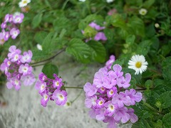 c0190010_15541231.jpg