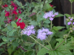 c0190010_15542748.jpg