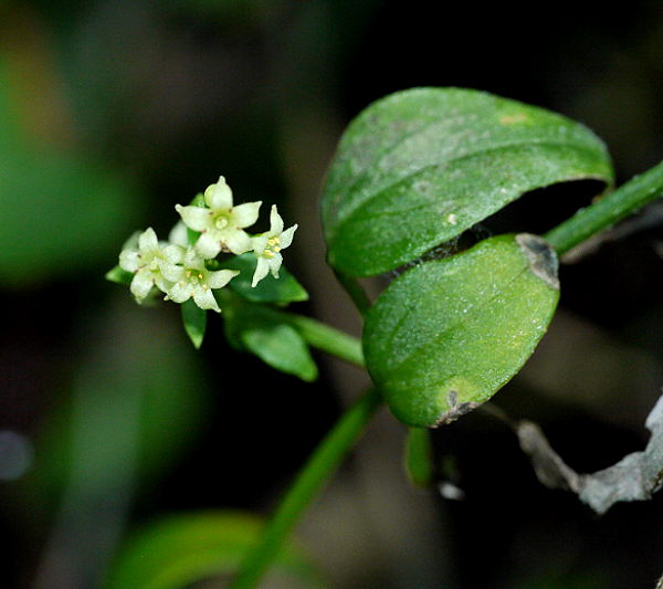 d0091754_353282.jpg