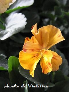 e0118257_21153991.jpg