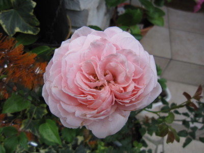 c0202870_8373166.jpg