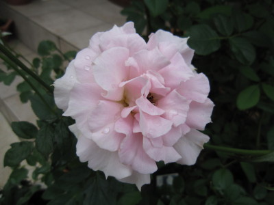 c0202870_839298.jpg